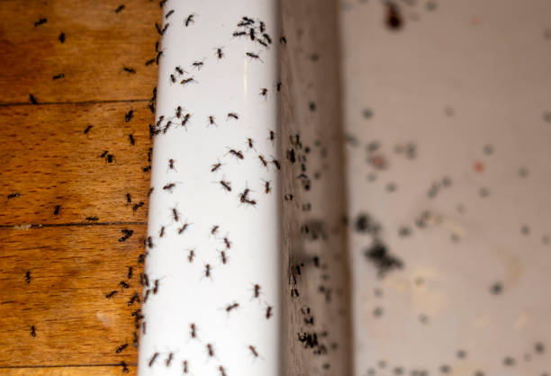Best Affordable Pest Control Services  in Cedar Heights, MD